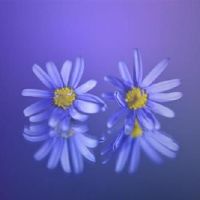 艾莎公主今天的财富是2022年4月24日