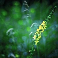 每周杀死狼双鱼座(4.25-5.1)