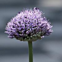 梦见绿洋葱意味着什么？