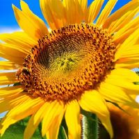 星座,坚强的心,坚强,从不依恋