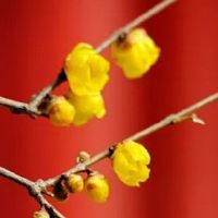 女生命中有3个正印 正官正印正财甚是少见