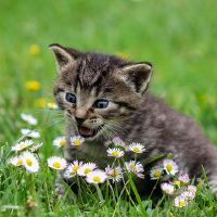 猫尿液的迹象是什么？