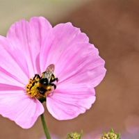 三个女人的嘴巴和嘴巴甜美，情绪智力特别高，我的母亲 - 最喜欢