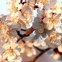 结婚的喜糖盒子装几颗糖寓意好 结婚喜糖的10种搭配