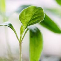 属相鼠2022年子嗣运