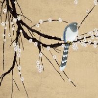 镇宅又聚财的花 长寿花寓意长寿安康可招财