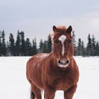 1978年属马44岁运势