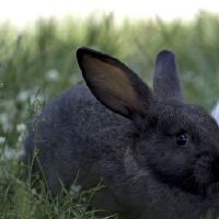 属相属兔女2022年运势