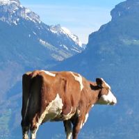 属相牛2022年全年度运势