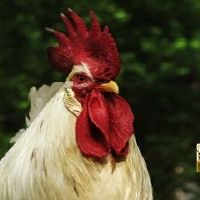 2022年属鸡结婚好么