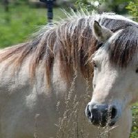 属马的三年大运就是指哪三年