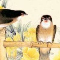 车牌号怎么选比较吉利 有福气的车牌号码选择方法