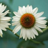 十二星座中有几个表面上性格好其实脾气很差的星座