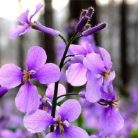 十二星座中哪些星座想法单纯容易轻信别人