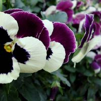 不喜与人争执很会说漂亮话的星座都有哪些