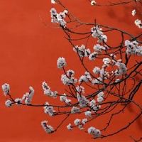 戴什么招桃花旺姻缘 月老牵红绳助脱单