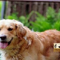 70年属狗52岁三大艰辛