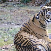 属虎36岁要忌讳哪些以防碰到大劫