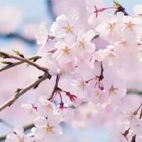 属虎人一生最旺哪3个人 什么时辰出生的老虎最好