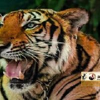 86年属虎2022年运势如何