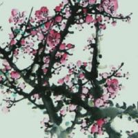 车牌两个66连着好吗 好运来临的车牌号码数字