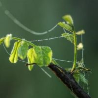 这些星座真的很难，刀看到了鲜血和可怕的动物，而没有留出任何房间的空间！