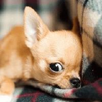 宠物好听的名字英文