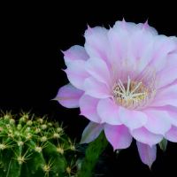 海中金男和城头土女两个人的关系发展顺利吗