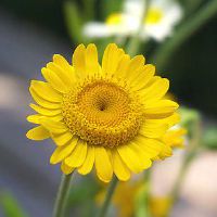 门前栽什么树对风水好 石榴树天伦融融