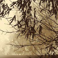 属猴男和属鸡女相配吗 天造地设恩爱如初