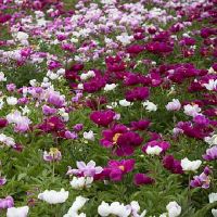 2022年10月份出生的属虎宝宝好听的名字分享