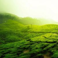 七杀格和食神格女命是否是最佳配偶