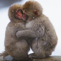 女猴男猪大三岁结婚怎么样