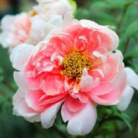 桂花树放在家里的什么位置对风水最好