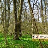 介子推和寒食节的传说
