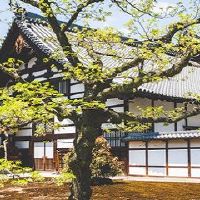 为什么茶花树在家里不吉利？
