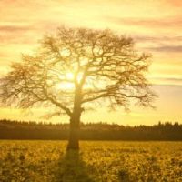 为什么家里不能种李子树？
