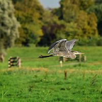 双子座和什么星座是注定的星座婚配