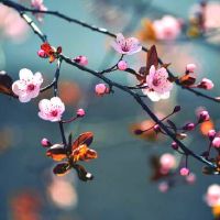 鼠女佩戴什么吉祥物可以驱赶霉运改善运气