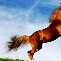 生肖属马2022年9月正缘桃花怎么样