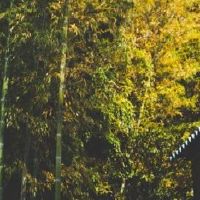 龟背竹养在家里不走运吗？
