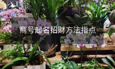 指导如何使用吉祥命名法为商号增加财富运势？