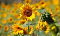 探究四两四钱男性格特点:解读四两四命运是否不济