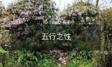 五行之性:探究五行理论对人类性格和行为的影响