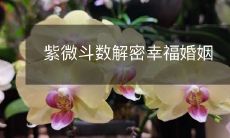 探秘紫微斗数，揭开幸福婚姻的密码诀！