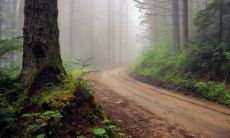 芦荟开花的好坏和意义是什么?