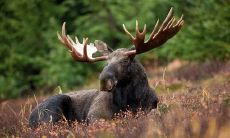 通过观察草木的生长情况来判断坟墓的地气旺盛程度,这是一种可行的方法吗?