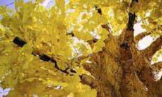 每天都沉浸在中彩大奖梦想中,坚守买彩票的星座