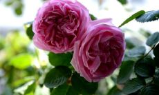 有哪些星座男人在面对可爱女孩时毫无抵抗力？