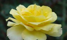 哪个星座在十二星座中拥有最出色的美食品味力？